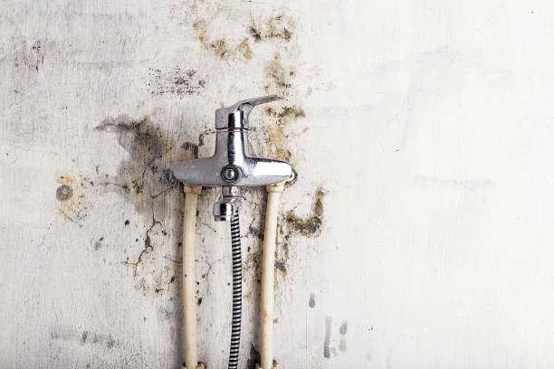 Best Office Mold Removal Services  in Coraopolis, PA