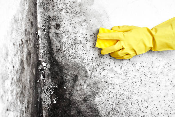 Best Toxic Mold Removal  in Coraopolis, PA