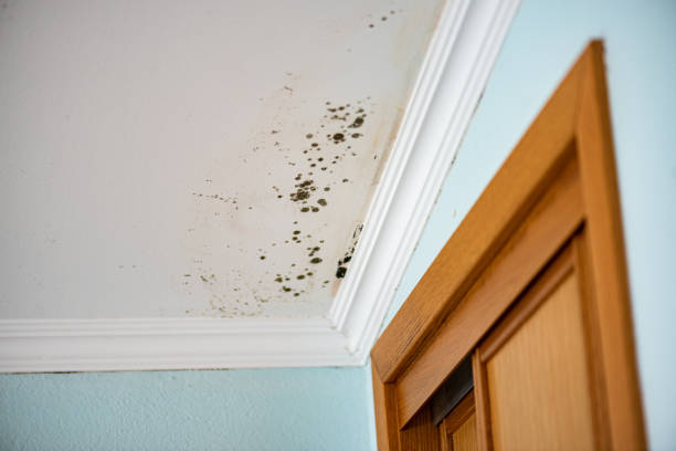 Best Mold Remediation Experts  in Coraopolis, PA