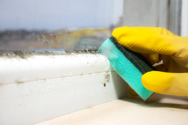 Home Mold Removal in Coraopolis, PA