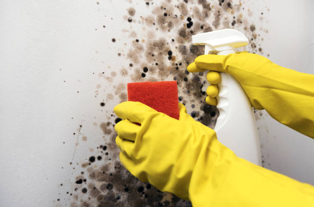 Crawl Space Mold Removal in Coraopolis, PA