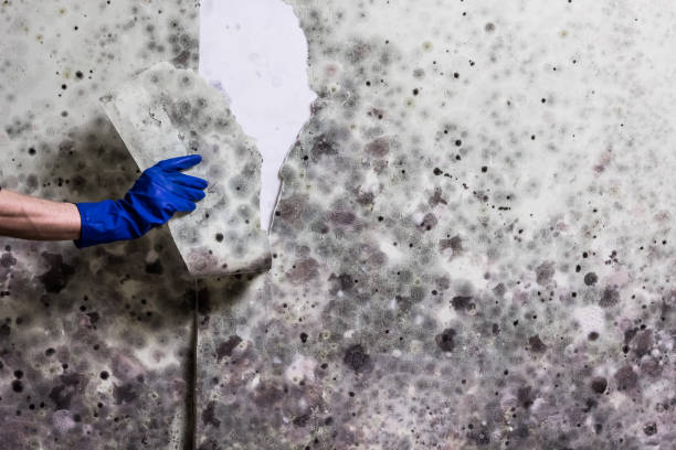 Professional Mold Removal in Coraopolis, PA
